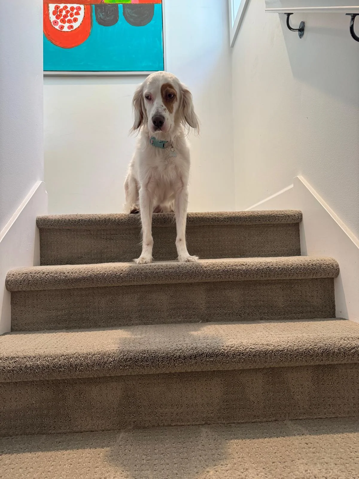Dog standing on carpeted stairs before professional stair carpet cleaning